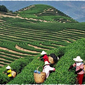 May include: A scenic view of a tea plantation on a hillside. Workers in straw hats and colorful clothing are harvesting tea leaves, carrying woven baskets. The terraced fields create a pattern of green rows against a backdrop of mountains.