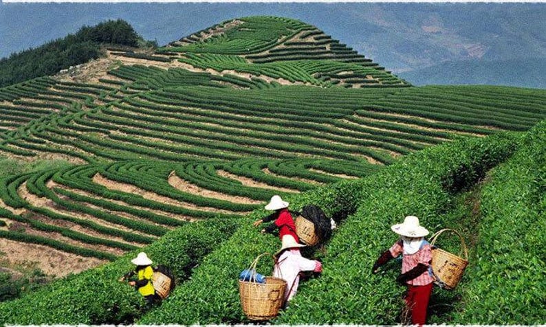 May include: A scenic view of a tea plantation on a hillside. Workers in straw hats and colorful clothing are harvesting tea leaves, carrying woven baskets. The terraced fields create a pattern of green rows against a backdrop of mountains.