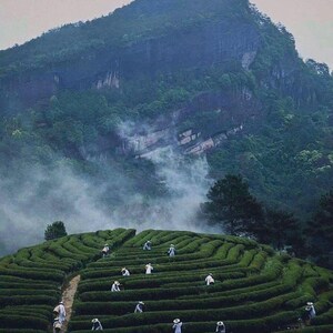 May include: A scenic view of a tea plantation on a hillside, with rows of green tea bushes and workers harvesting. A large mountain is in the background, partially obscured by mist. The workers are wearing white hats and clothing.