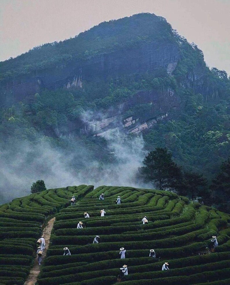 May include: A scenic view of a tea plantation on a hillside, with rows of green tea bushes and workers harvesting. A large mountain is in the background, partially obscured by mist. The workers are wearing white hats and clothing.