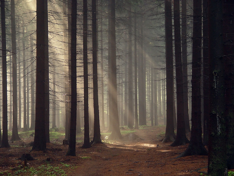 May include: Sunlight streams through a dense forest of tall, dark trees. The light creates a path through the woods, illuminating the ground with a soft glow.