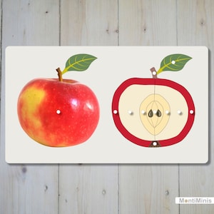Teile des Apfels-XXL-DIY-Puzzle-Druckvorlage-Apple-DIY-Puzzle Printable-homeschool-Montessori inspired-Umsatzsteuerbefreit gemäß UStG §19