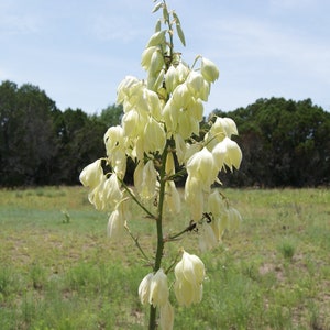 Pale Yucca Seeds (Yucca pallida) Texas Endemic Blue Yucca, Pale Leaf Yucca, Easy to Grow Drought Tolerant | Xeriscaping, Rock Gardens