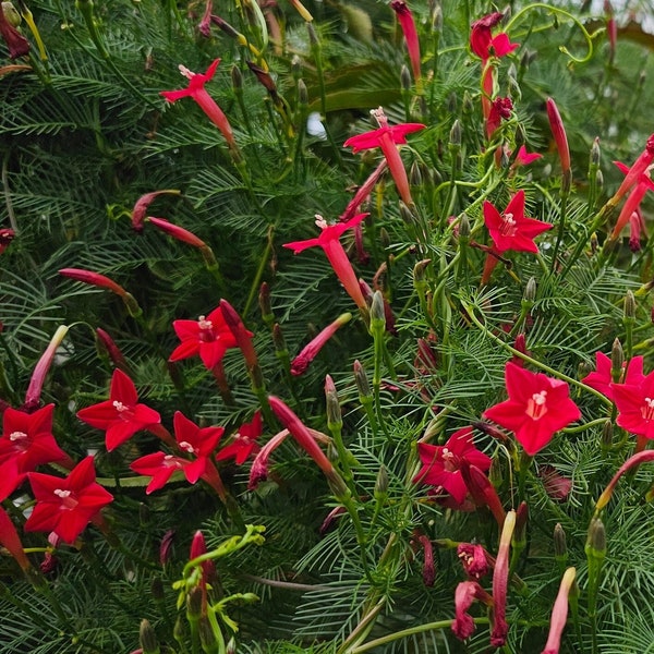 Rare Red Cypress Vine Maiden's Feather | Cardinal Creeper Unique Hummingbird Attracter Vine (Ipomoea quamoclit) Organic Heirloom Seed Packet