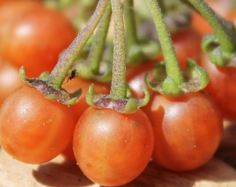 Otricoli Orange Berry - Rare Seeds (Solanum nigrum), Rare Orange Edible Nightshade, Unique Orange Fruits, Organic Plants & Seeds