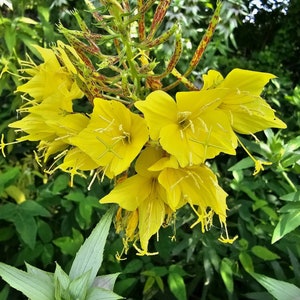 Sand Evening Primrose Native Seeds | Oenothera rhombipetala | Fourpoint Evening Primrose, Host Plant
