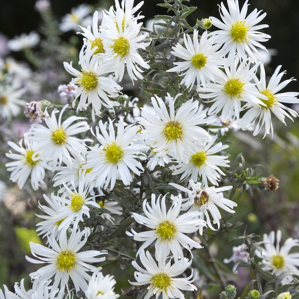 Texas Heath Aster Native Seeds (Aster, Symphyotrichum ericoides) Butterfly Garden | Fragrant & FALL Blooming! Low Maintenance Fall Garden |