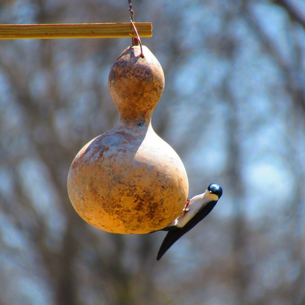 Birdhouse Gourd Seeds: Grow Your Own Bird Sanctuary! Fun and Easy,  Grow for Arts & Crafts | Purple Martin Bird Homes, Bowls, Bottles, Cups