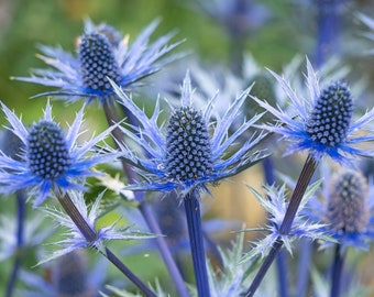 Blue Steel Sea Holly Seeds (Eryngium planum) Hardy Pollinator Magnet | Deer & Rabbit Resistant | Drought Tolerant, Xeriscape