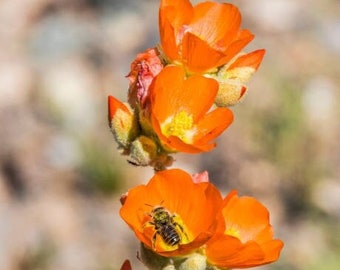 Apricot Desert Globemallow Rare Seeds (Sphaeralcea ambigua) | DROUGHT / Heat Tolerant, Desert Hardy Hibiscus Mallow | Xeriscape Arid Gardens