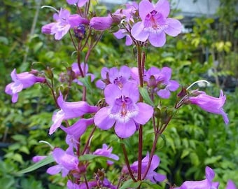 Brazos Penstemon Native Seeds (Penstemon tenuis)