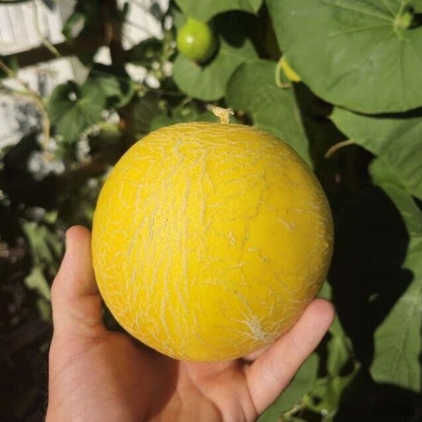 Gold 'Diplomat' Personal Melon Rare Seeds | Homestead Gardening - Delicious, Disease Resistant, Vigorous, Sweet Gold Fruits