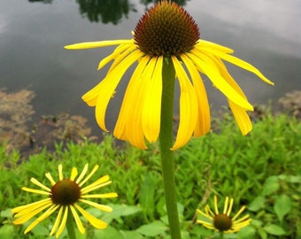 Bush's Coneflower Rare Native Seeds (Echinacea paradoxa) Ozark Coneflower, Yellow Coneflower