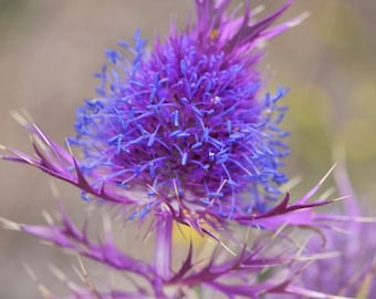 Leavenworth's Eryngo Rare Seeds | Purple Sea Holly, Eryngium leavenworthii | Pollinator Magnet | Drought Tolerant, Xeriscape, Texas Native