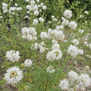 Roundhead Prairie Clover Seeds (Dalea multiflora) Drought Tolerant Texas Native