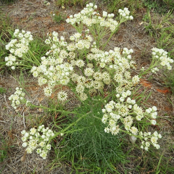 Carolina Woollywhite 10 Native Seeds (Hymenopappus scabiosaeus) Old Plainsman, Drought & Heat Tolerant, Xeriscape