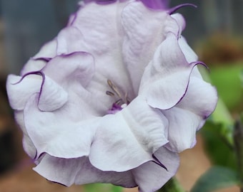 Purple People Eater Rare Flower Seeds - Fragrant Datura Double 'Purple Petticoats', Devils Trumpet / Angels Trumpet | Brugmansia Seeds