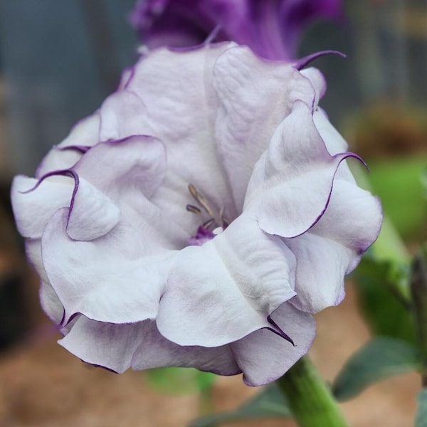 Purple People Eater Rare Flower Seeds - Fragrant Datura Double 'Purple Petticoats', Devils Trumpet / Angels Trumpet | Brugmansia Seeds