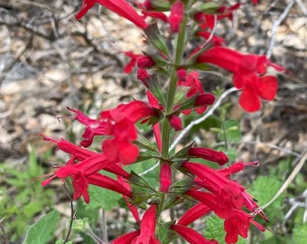 Cedar Sage (Salvia roemeriana) Hummingbird attractant, Native Texas Woodlands