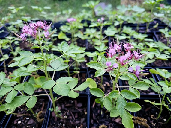 Red Whisker Clammyweed Seeds (polanisia Dodecandra Riograndensis