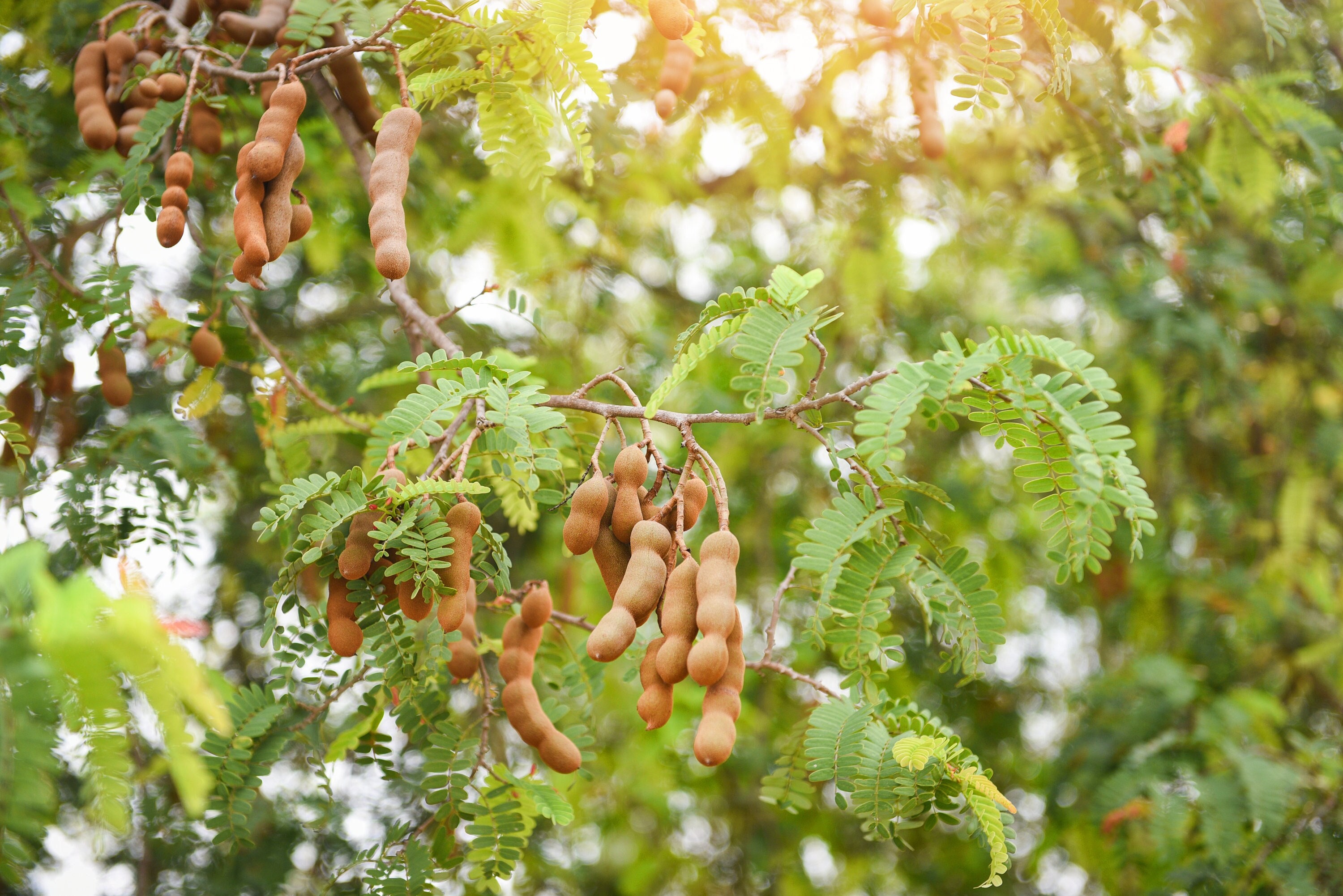 Sweet Tamarind 20 Exotic Fruit Seeds Tamarindus Indica Tangy Tasty Exotic Tropical Fruits Etsy