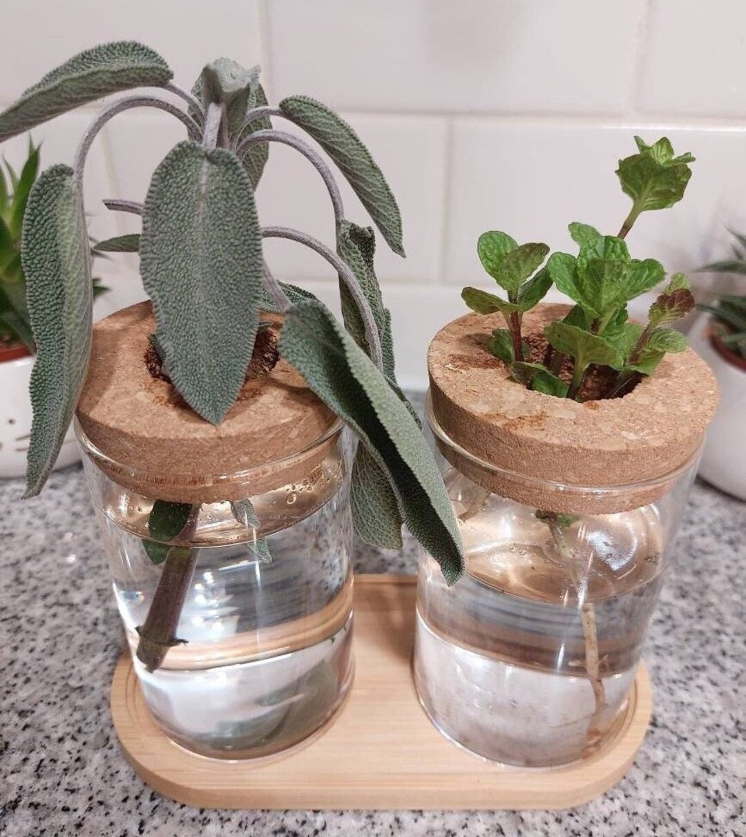 Glass Plant Propagation Station Jars Wooden Base Cork Plant Holder