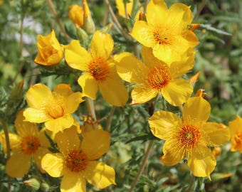 Desert Blazing Star Seeds (Mentzelia lindleyi) Drought Tolerant Rock Garden Flower