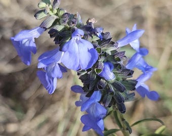 Giant Blue Sage Native Seeds (Salvia azurea) Pitcher Sage, Sky Blue Native Wildflower, Beautiful & Easy to Grow
