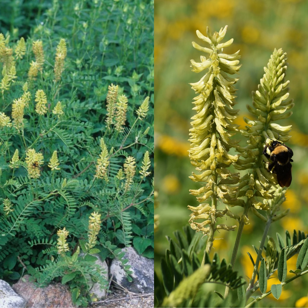 White Milkvetch Native Seeds, Rattle Weed Canadian Milkvetch Astragalus