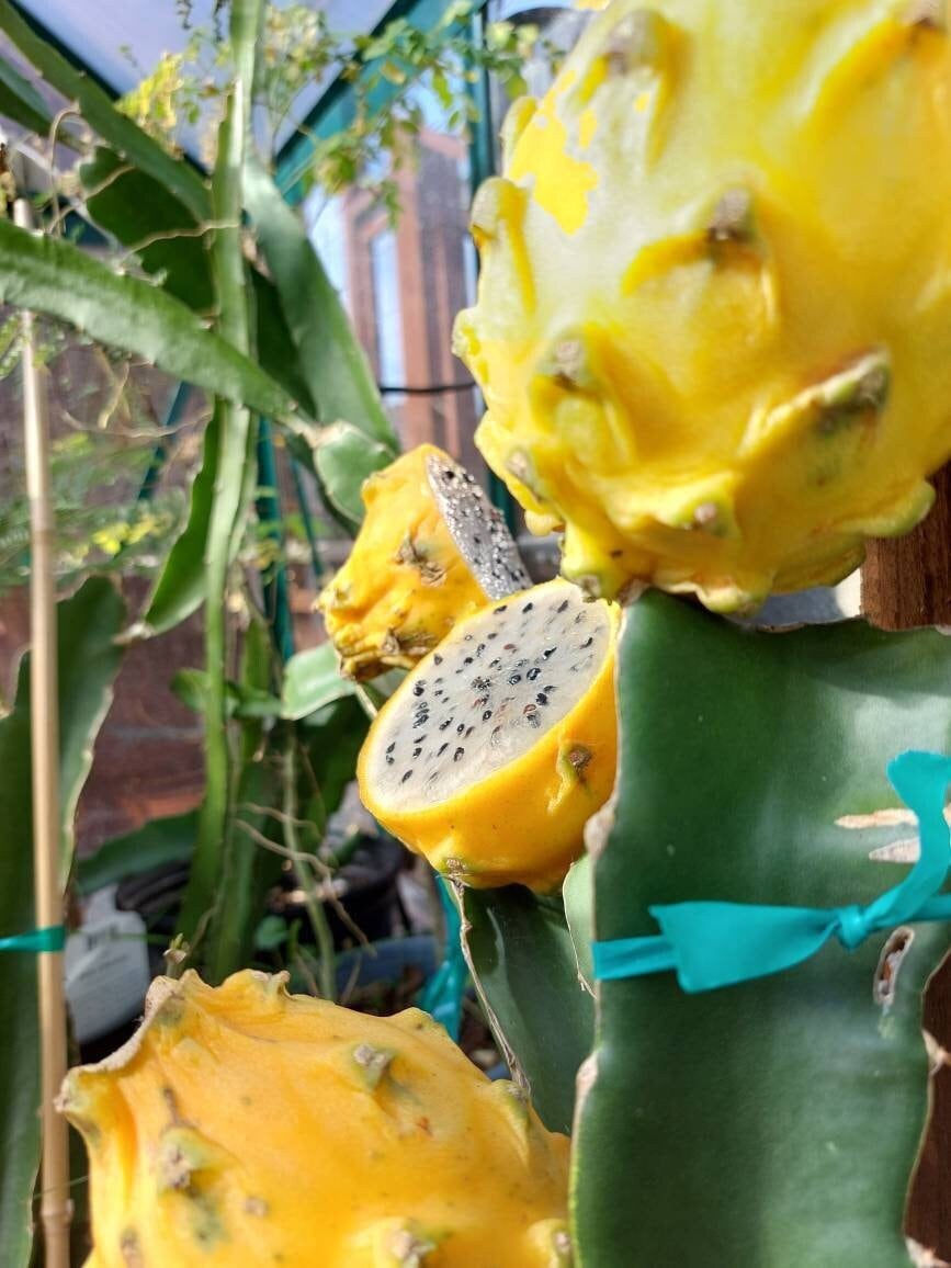 Strelitzia Pianta HYLOCEREUS MEGALANTHUS - (PITAYA GIALLA) U2013 Oasi Tropicale In Valcuvia Fragole Semi - Foto 8