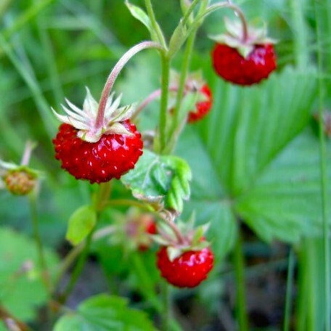 Native Strawberry Live Plants Perennial Edible Ground Cover Wild Food Forest Fruits Wild