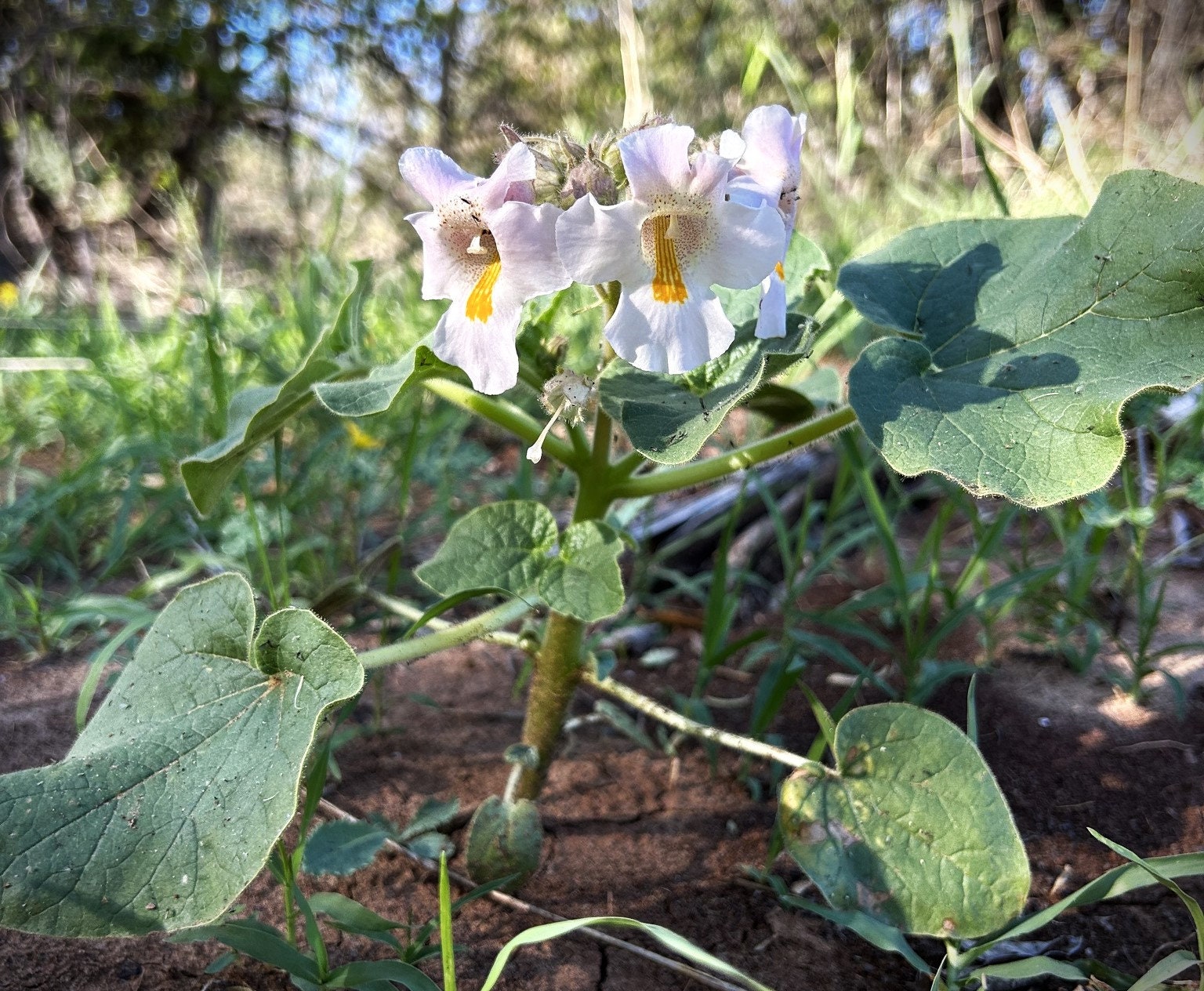 Devil's Claw Native Seeds - Ram's Horn, Unicorn Plant (proboscidea