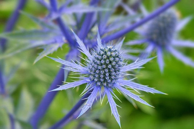 Blue Steel Sea Holly Seeds eryngium Planum Hardy Pollinator Deer