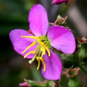 Meadow Beauty Native Seeds (rhexia Virginica) Native Wetland