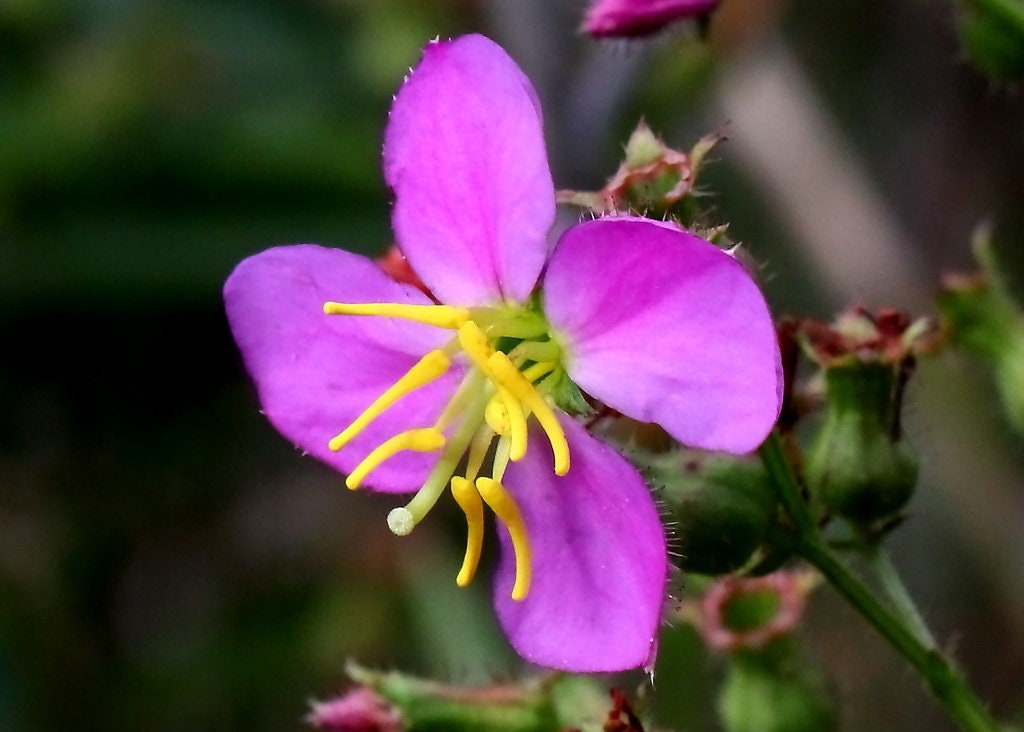 Meadow Beauty Native Seeds (rhexia Virginica) Native Wetland
