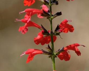 Scarlet Sage Native Seeds (Salvia coccinea) Shade-Loving, Hummingbird attractant, Woodland