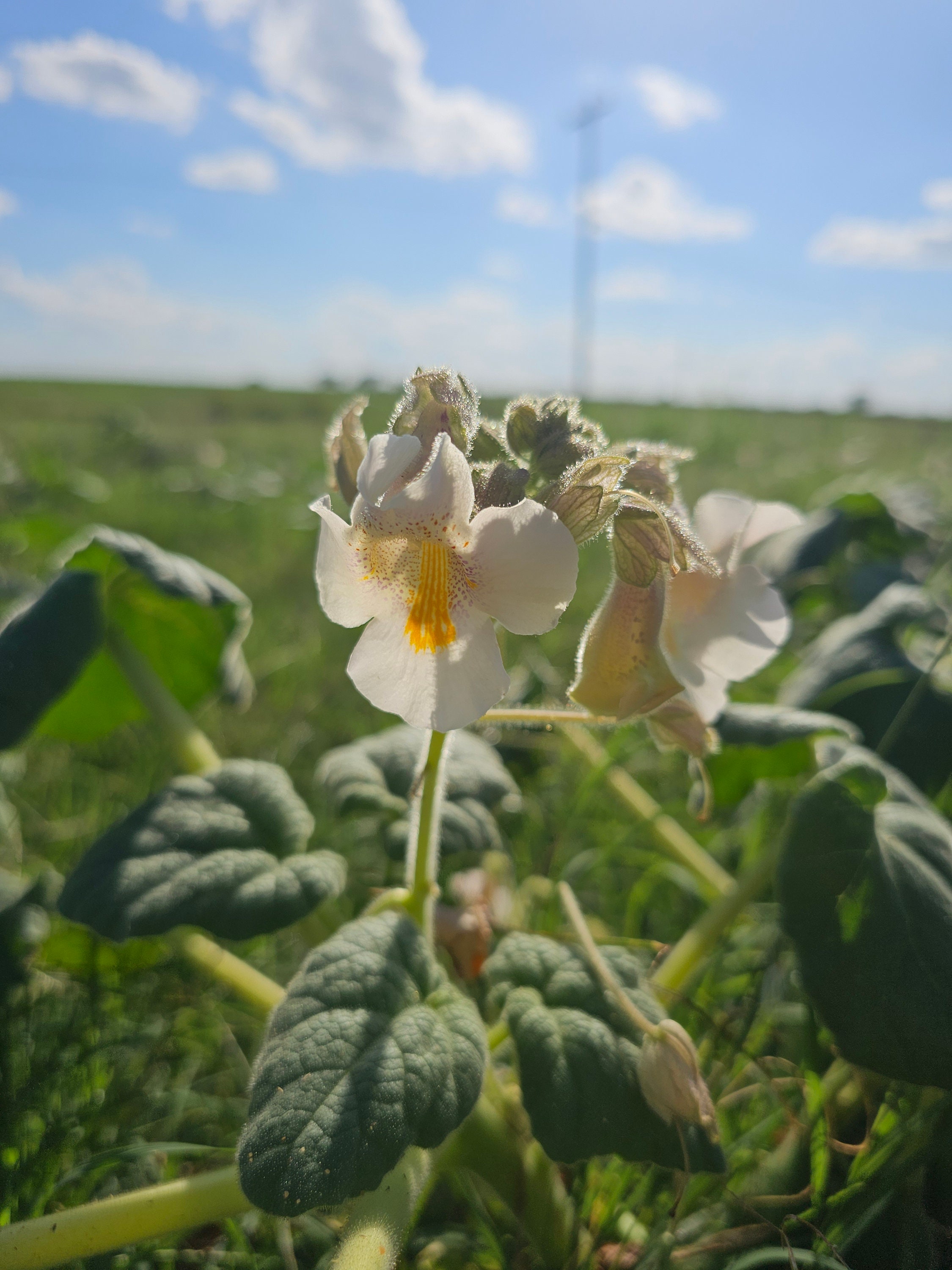 Devil's Claw Native Seeds - Ram's Horn, Unicorn Plant (proboscidea