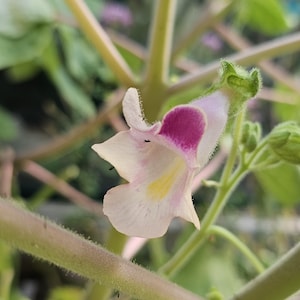 May include: A close-up of a delicate, pale pink flower with a deep purple center. The flower is blooming on a thin, green stem with fuzzy, light brown branches.
