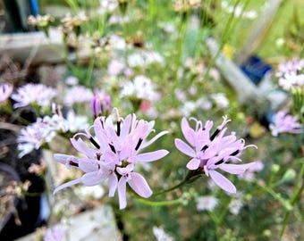 Small Palafox Native Seeds - (Palafoxia callosa) Drought Tolerant Texas Native