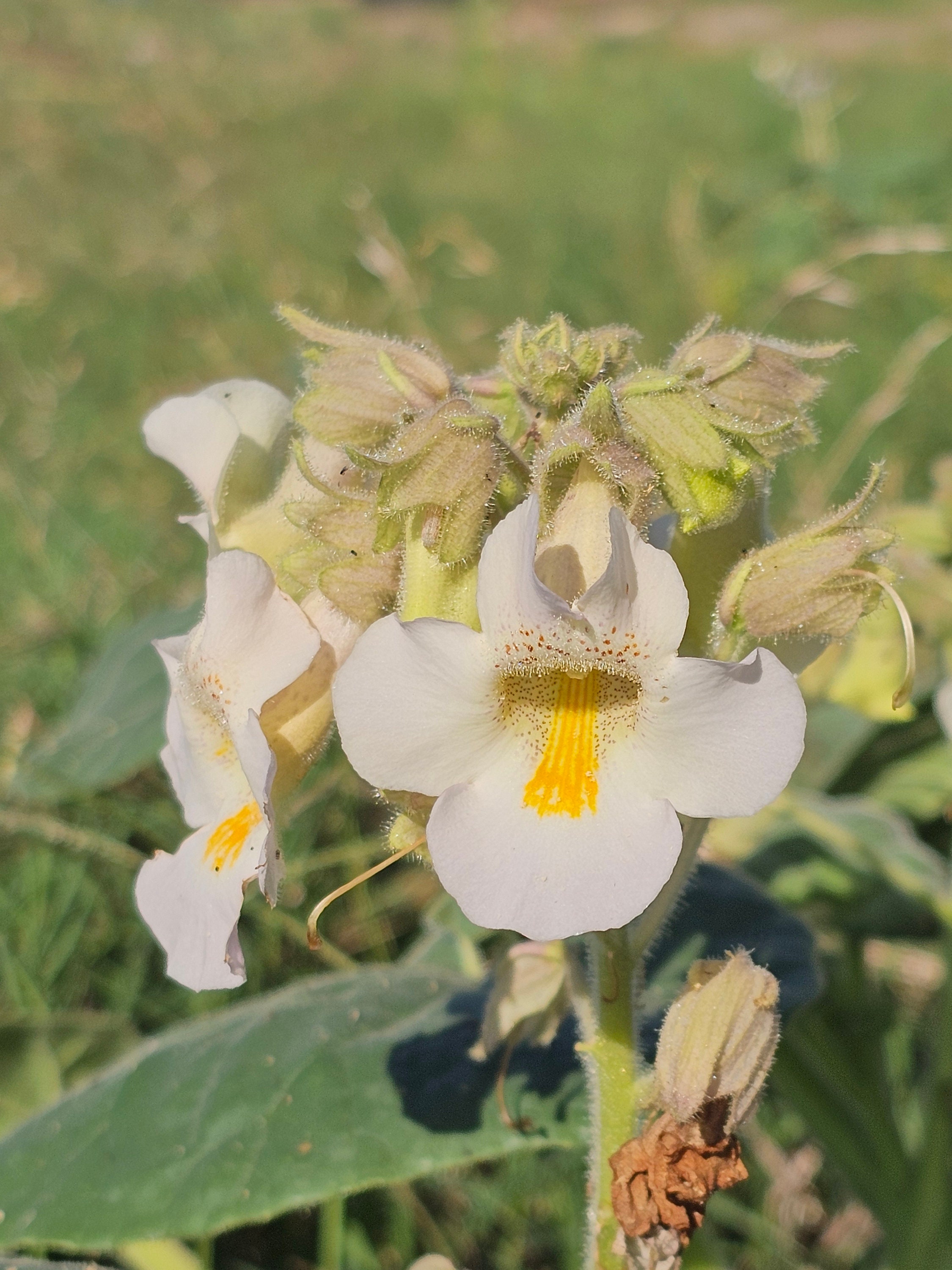 Devil's Claw Native Seeds - Ram's Horn, Unicorn Plant (proboscidea