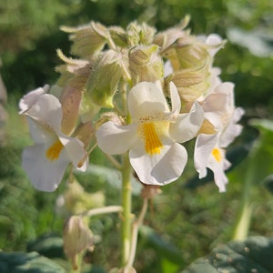 May include: Close-up of white flowers with yellow centers. The flowers are clustered together on a green stem. The background is blurred and out of focus.