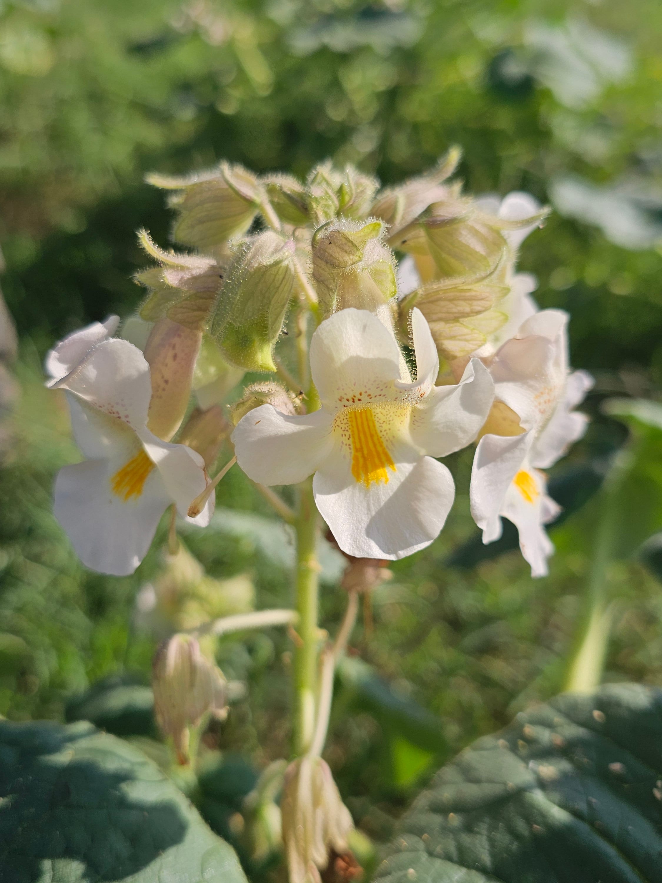 Devil's Claw Native Seeds (proboscidea Louisianica) Ram's Horn