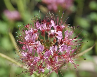 Red Whisker Clammyweed Live Plants (polanisia Dodecandra