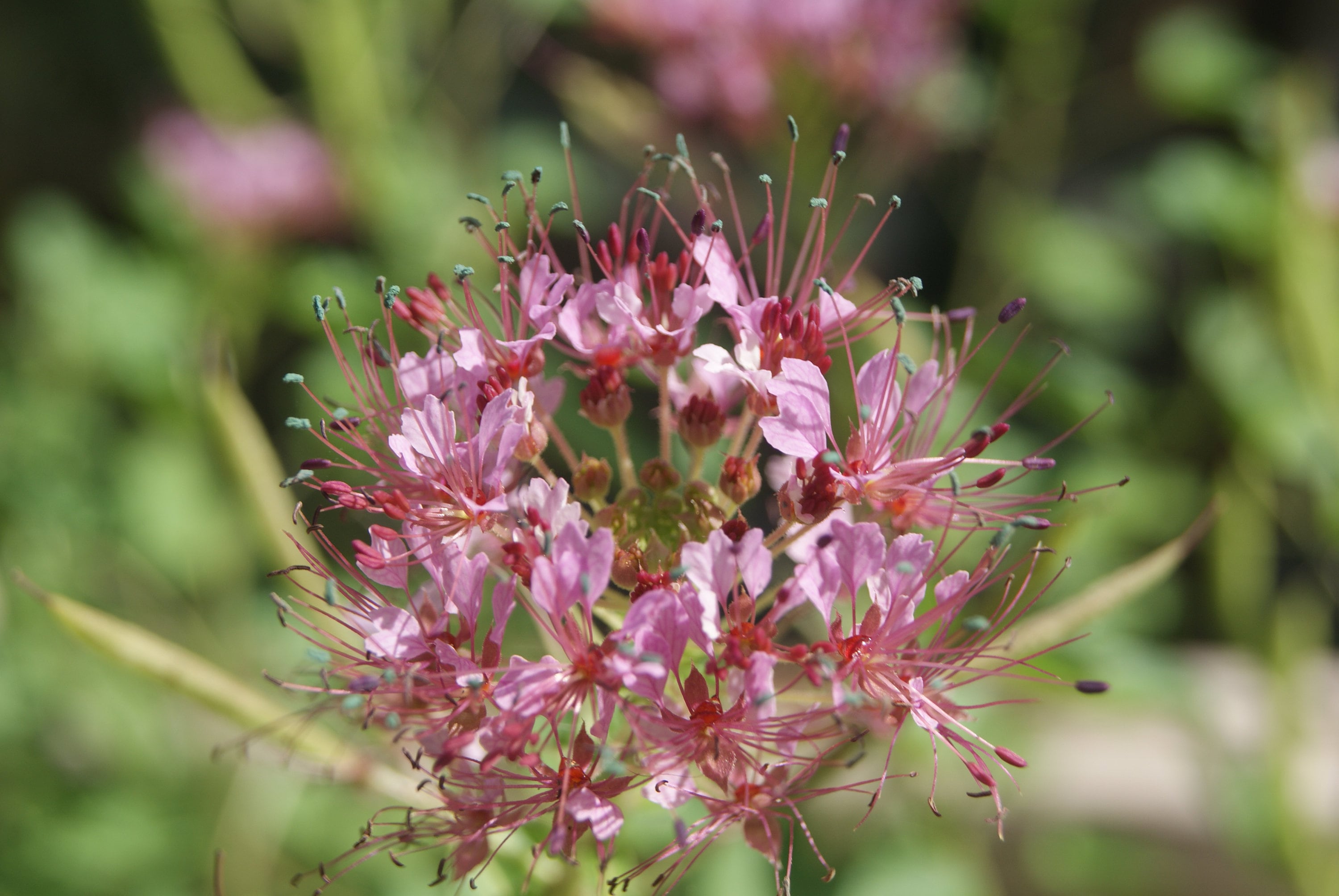 Red Whisker Clammyweed Seeds (polanisia Dodecandra Riograndensis