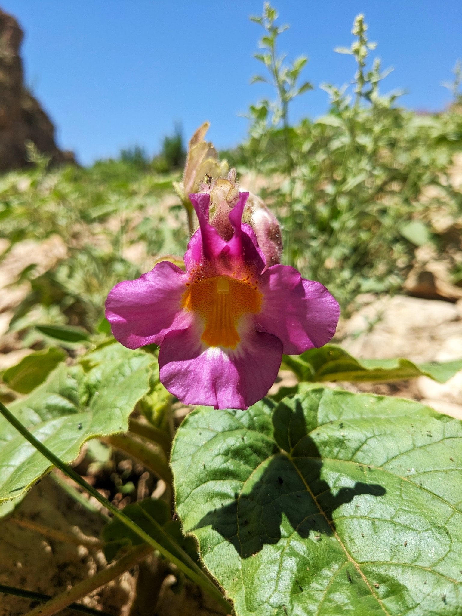 Devil's Claw Native Seeds - Ram's Horn, Unicorn Plant (proboscidea