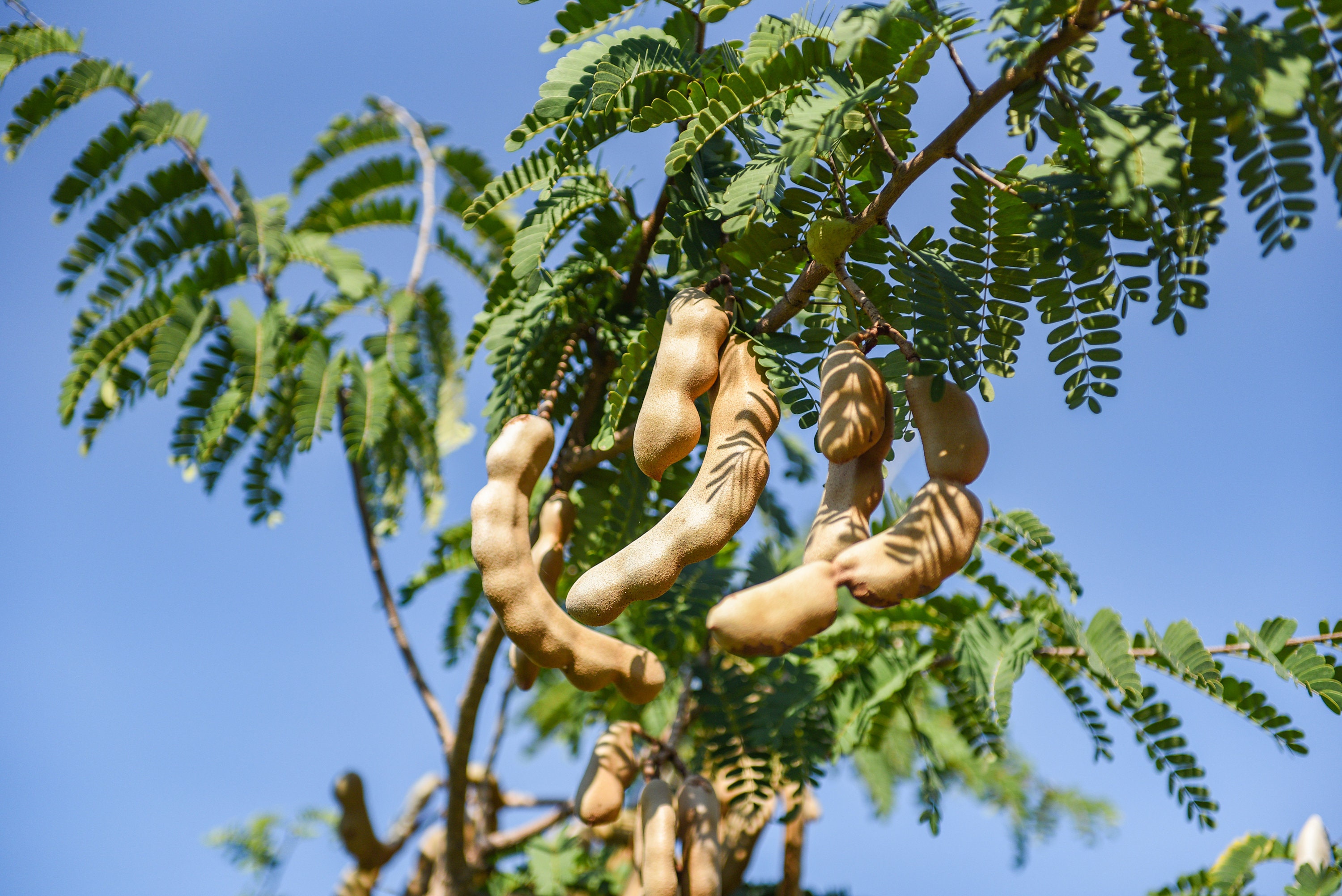 Sweet Tamarind 20 Exotic Fruit Seeds Tamarindus Indica Tangy Tasty Exotic Tropical Fruits Etsy