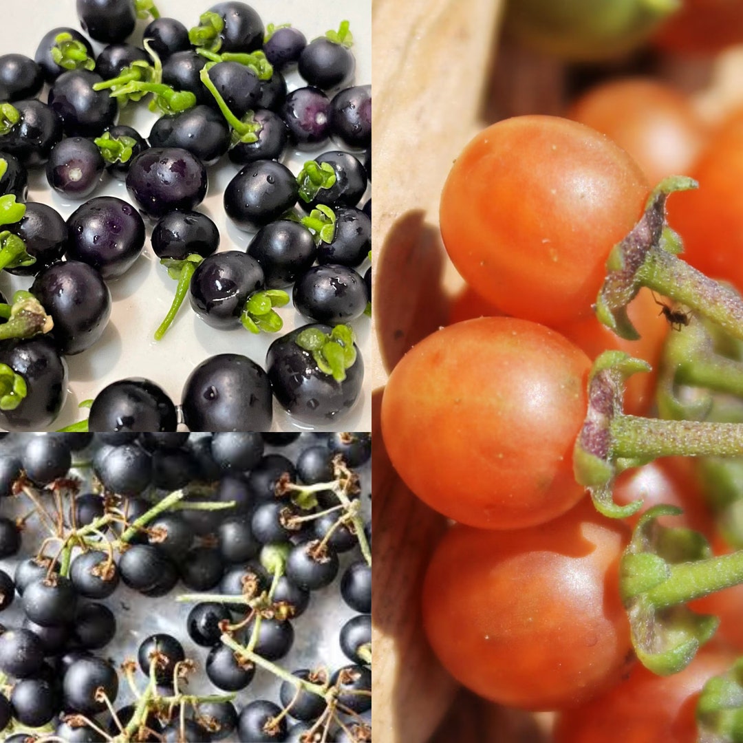 Rare Berries Seed Collection 3 Berry Varieties Tasty, Unique, Rare