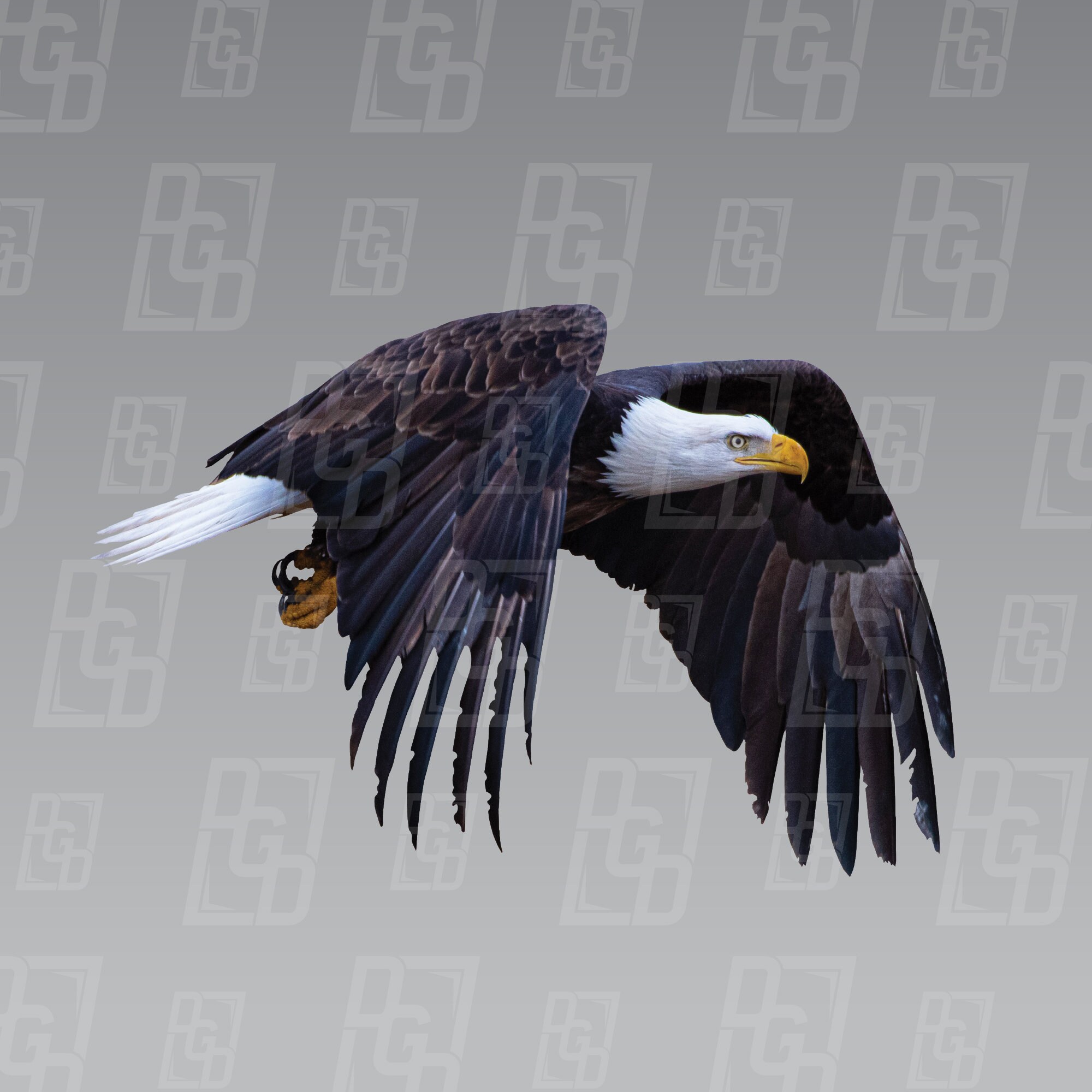 Digital Download | Bald Eagle | PNG File | Birds | High Quality Image