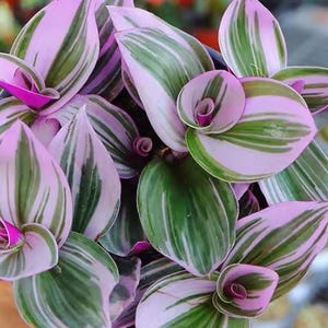 Rare Pink Wandering Jew, Tradescantia Nanouk, Rare Houseplant | Easy care, hardy indoor houseplant in a nursery pot