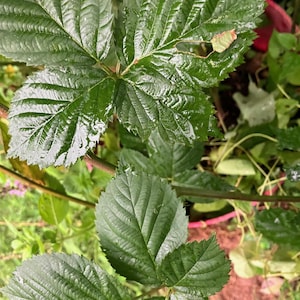 Triple Crown  Thornless Blackberry- well rooted Plant , Ships Rooted in Soil 0r  5 blackberry (cuttings 6-9 inch )